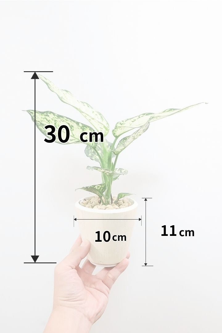 【アグラオネマ シルバーコスメティック】高さ30cmのかわいいサイズ！APEGOでは初入荷のホワイト系の美しい品種です！