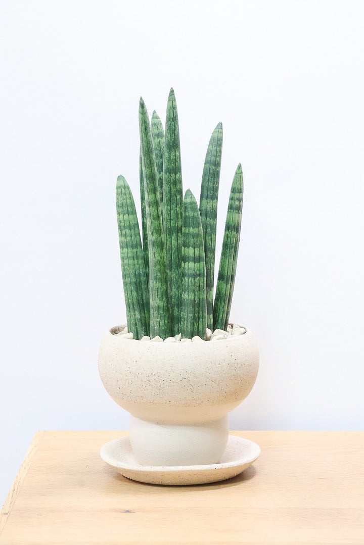【サンスベリア スタッキー】全高32cmのかわいいサイズ！今回もこだわりのPOTに合わせました！植物のラインがとっても合うフォルムで素敵なんです！