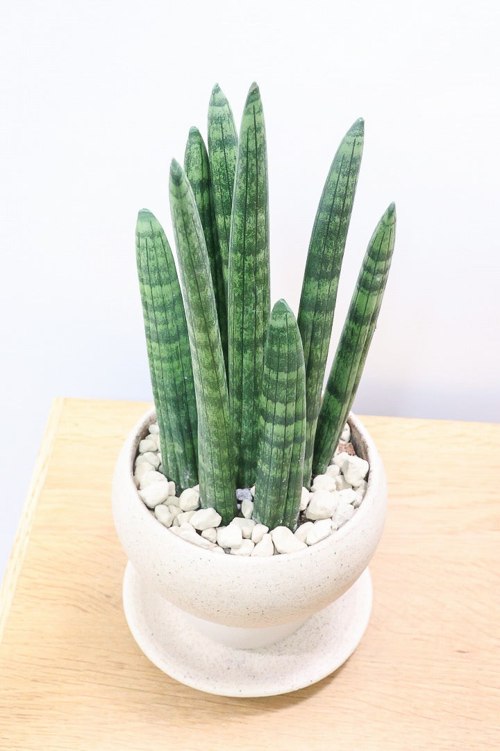 【サンスベリア スタッキー】全高32cmのかわいいサイズ！今回もこだわりのPOTに合わせました！植物のラインがとっても合うフォルムで素敵なんです！