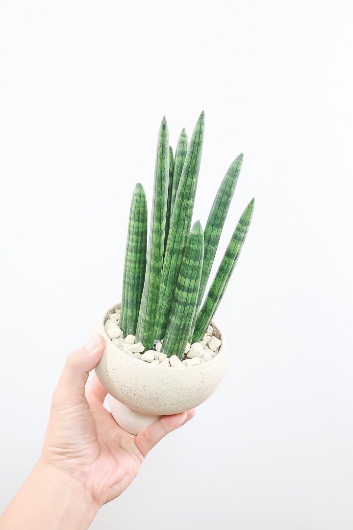 【サンスベリア スタッキー】全高32cmのかわいいサイズ！今回もこだわりのPOTに合わせました！植物のラインがとっても合うフォルムで素敵なんです！