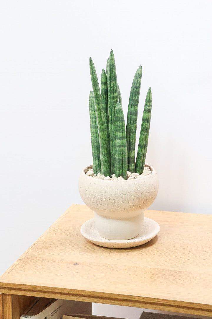 【サンスベリア スタッキー】全高32cmのかわいいサイズ！今回もこだわりのPOTに合わせました！植物のラインがとっても合うフォルムで素敵なんです！
