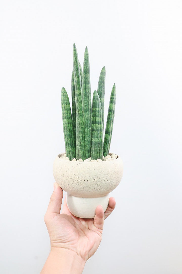 【サンスベリア スタッキー】全高32cmのかわいいサイズ！今回もこだわりのPOTに合わせました！植物のラインがとっても合うフォルムで素敵なんです！