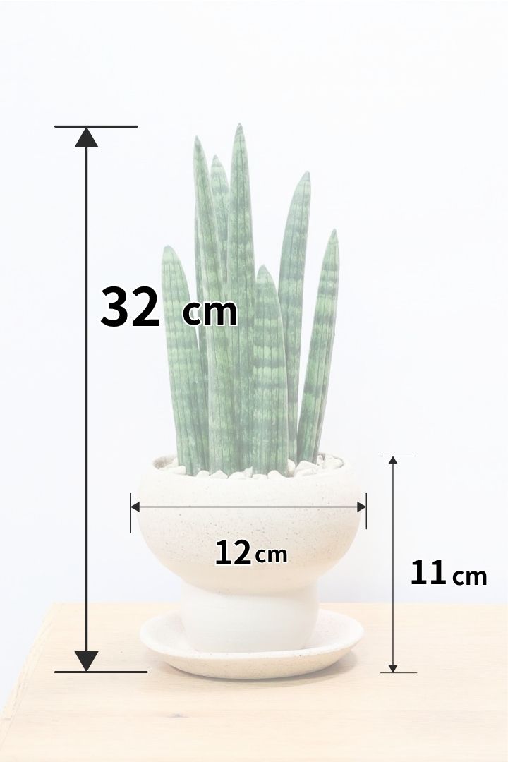 【サンスベリア スタッキー】全高32cmのかわいいサイズ！今回もこだわりのPOTに合わせました！植物のラインがとっても合うフォルムで素敵なんです！