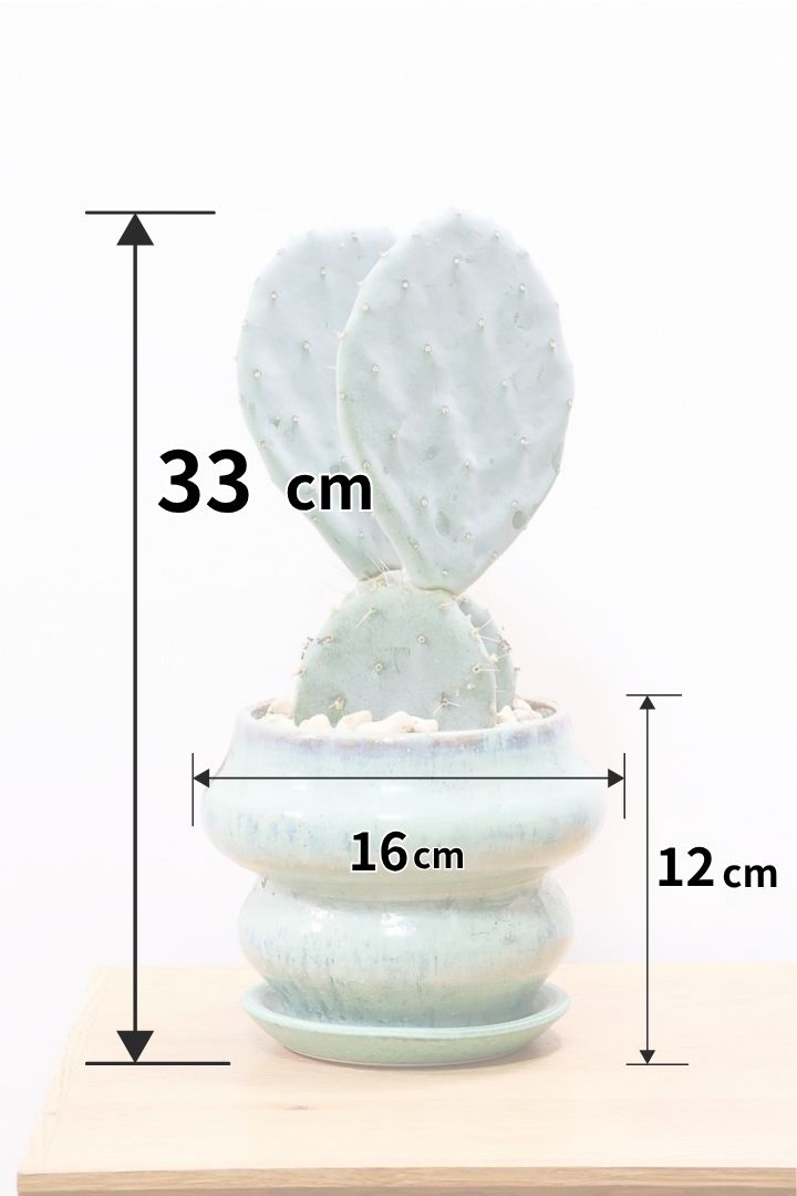 【オプンチア 大丸盆】高さ33cmのかわいいサイズ！THE SABOTENって感じのフォルム！形がイイものを厳選してきましたよ！