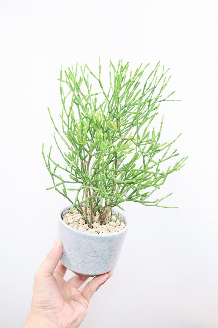 【リプサリス ハティオラ】高さ37cmのかわいいサイズ！これがラストの入荷となります！今回もギュッと詰まったとても良い株です！