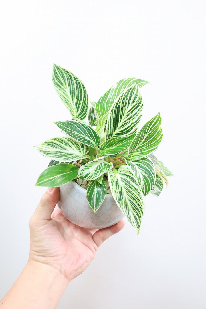 【フィロデンドロン ミニバーキン】高さ23cmのかわいいサイズ！今回の入荷がラストでしばらく入荷はありません！ぜひお見逃しなく！