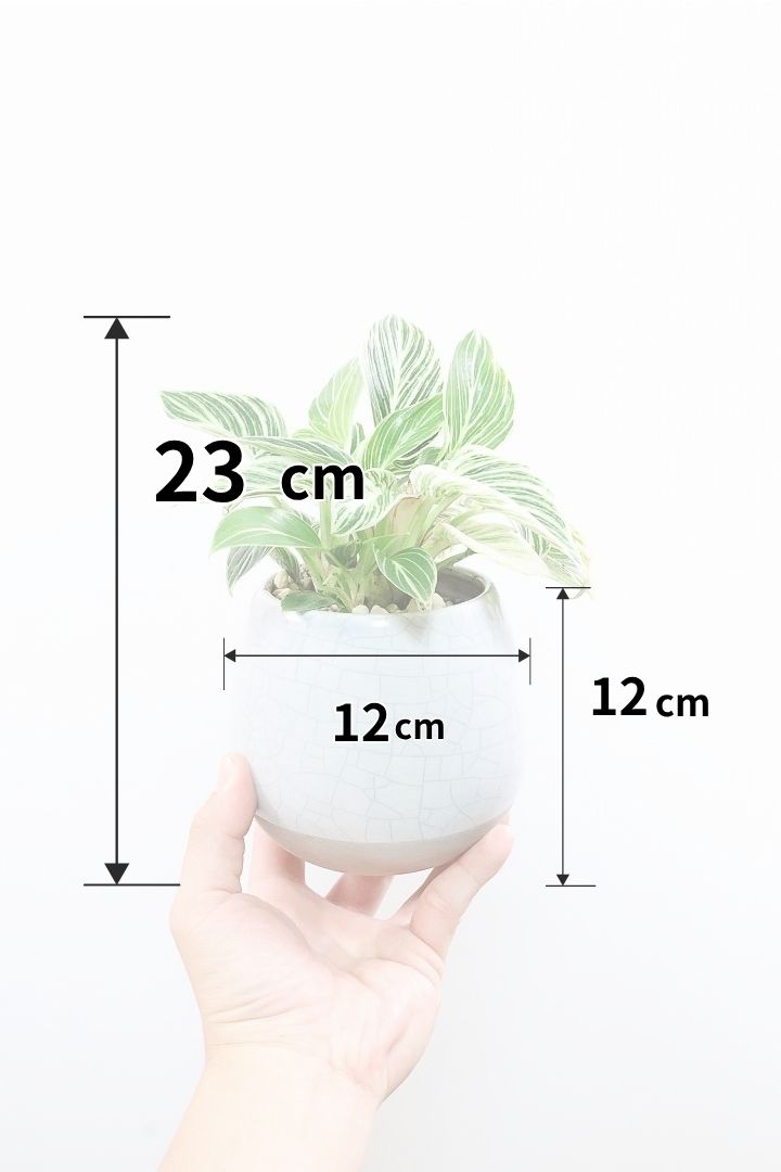 【フィロデンドロン ミニバーキン】高さ23cmのかわいいサイズ！今回の入荷がラストでしばらく入荷はありません！ぜひお見逃しなく！