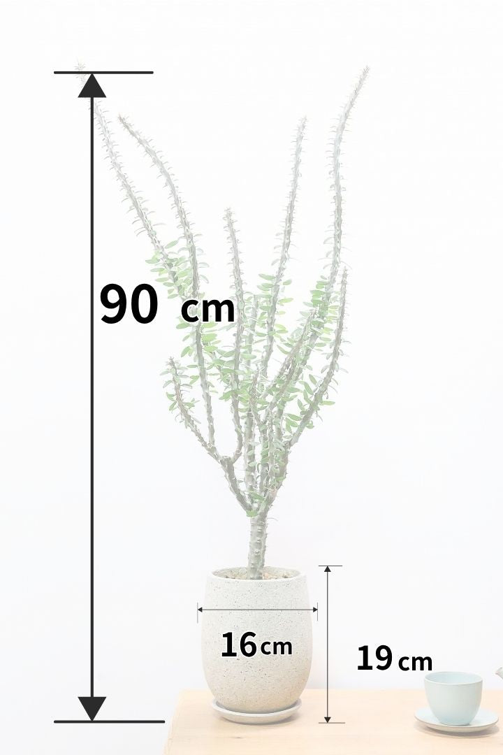 【アローディア】高さ90cmの大き目サイズ！ここまで大きな個体はレアです！しかもお値打ち価格なのでおすすめですよ！