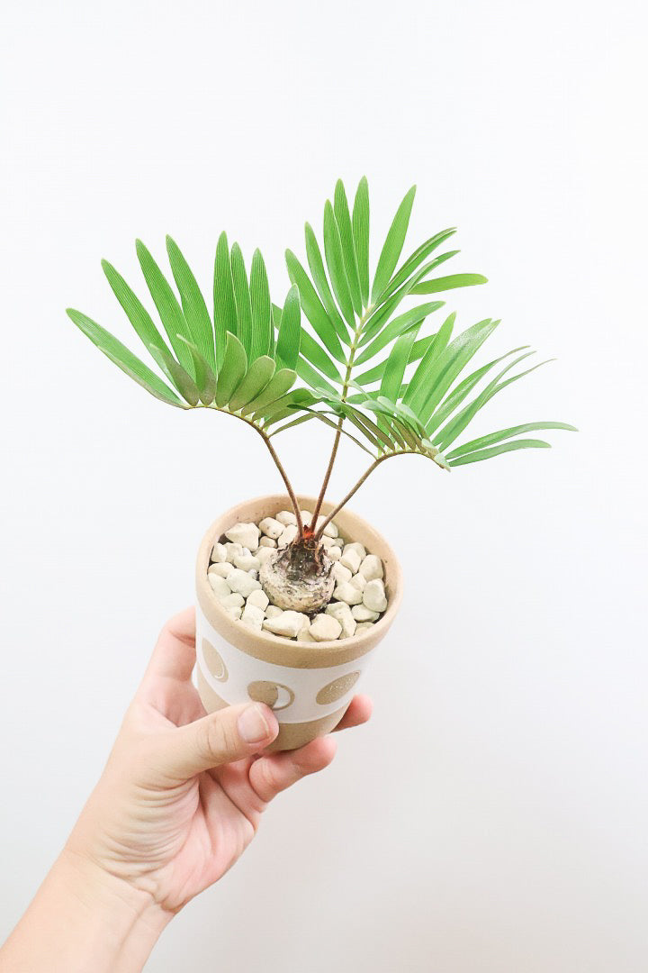 【ザミア フロリダーナ】高さ28センチのかわいいサイズ！温暖な沖縄で生産されました！新作のかわいいPOTです♪このサイズはあまり見かけないので、ぜひともご検討ください！