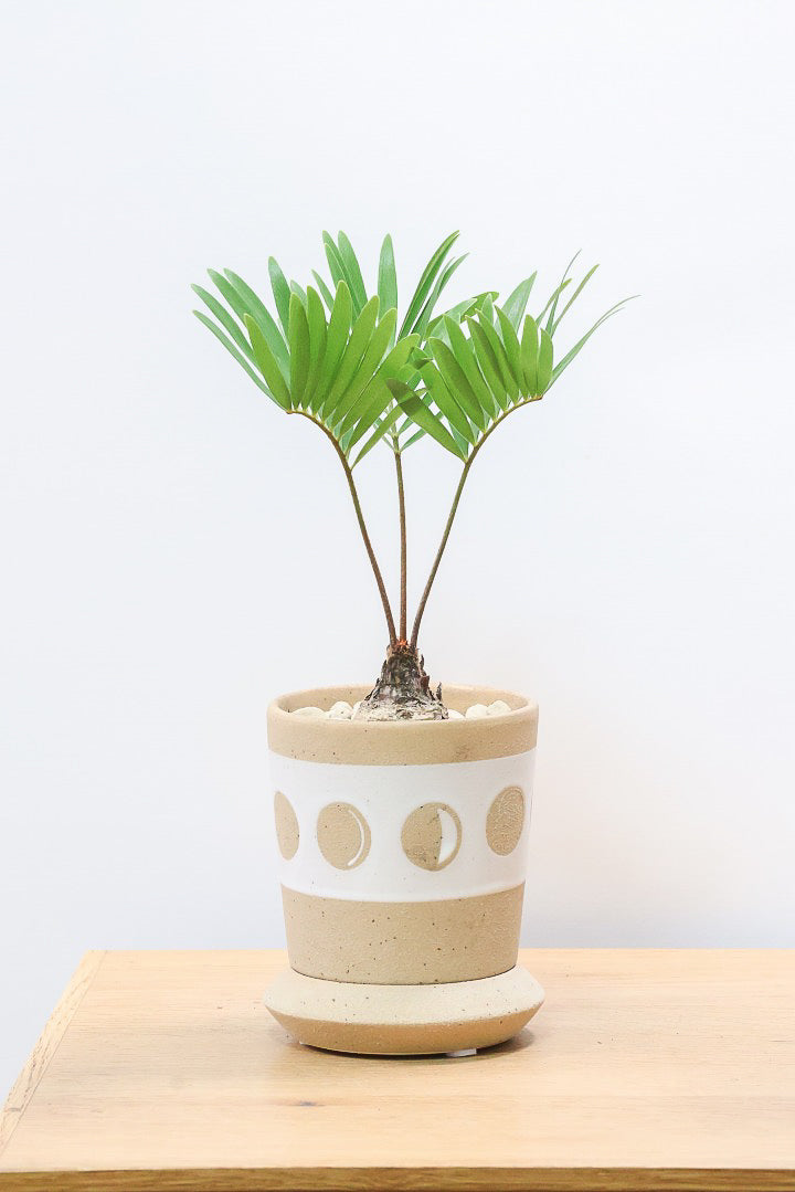 【ザミア フロリダーナ】高さ28センチのかわいいサイズ！温暖な沖縄で生産されました！新作のかわいいPOTです♪このサイズはあまり見かけないので、ぜひともご検討ください！