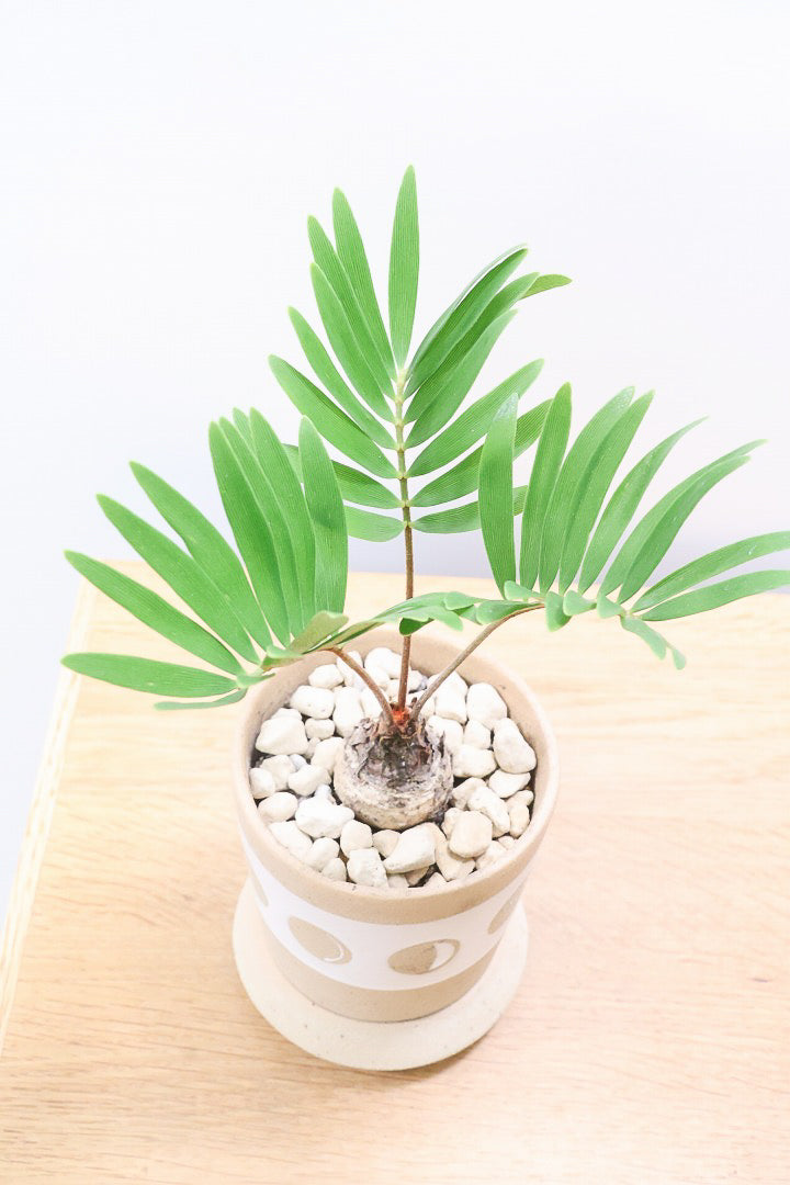 【ザミア フロリダーナ】高さ28センチのかわいいサイズ！温暖な沖縄で生産されました！新作のかわいいPOTです♪このサイズはあまり見かけないので、ぜひともご検討ください！