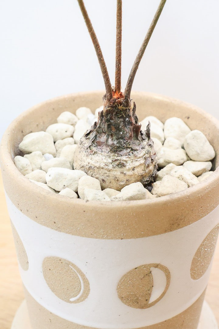 【ザミア フロリダーナ】高さ28センチのかわいいサイズ！温暖な沖縄で生産されました！新作のかわいいPOTです♪このサイズはあまり見かけないので、ぜひともご検討ください！