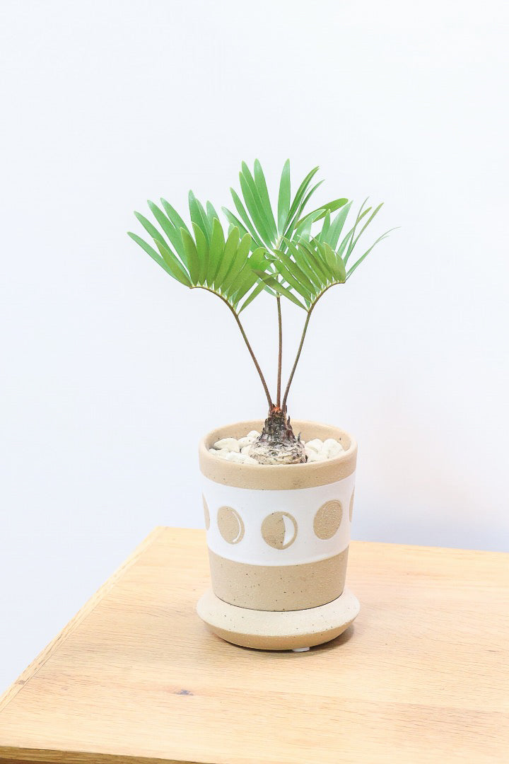 【ザミア フロリダーナ】高さ28センチのかわいいサイズ！温暖な沖縄で生産されました！新作のかわいいPOTです♪このサイズはあまり見かけないので、ぜひともご検討ください！