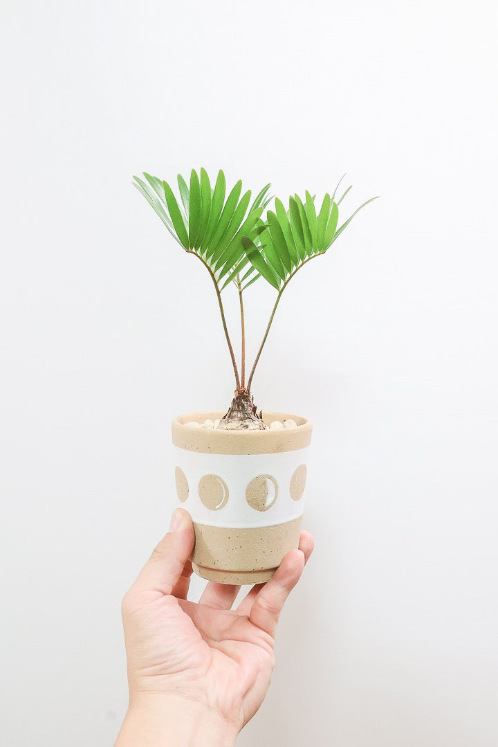 【ザミア フロリダーナ】高さ28センチのかわいいサイズ！温暖な沖縄で生産されました！新作のかわいいPOTです♪このサイズはあまり見かけないので、ぜひともご検討ください！