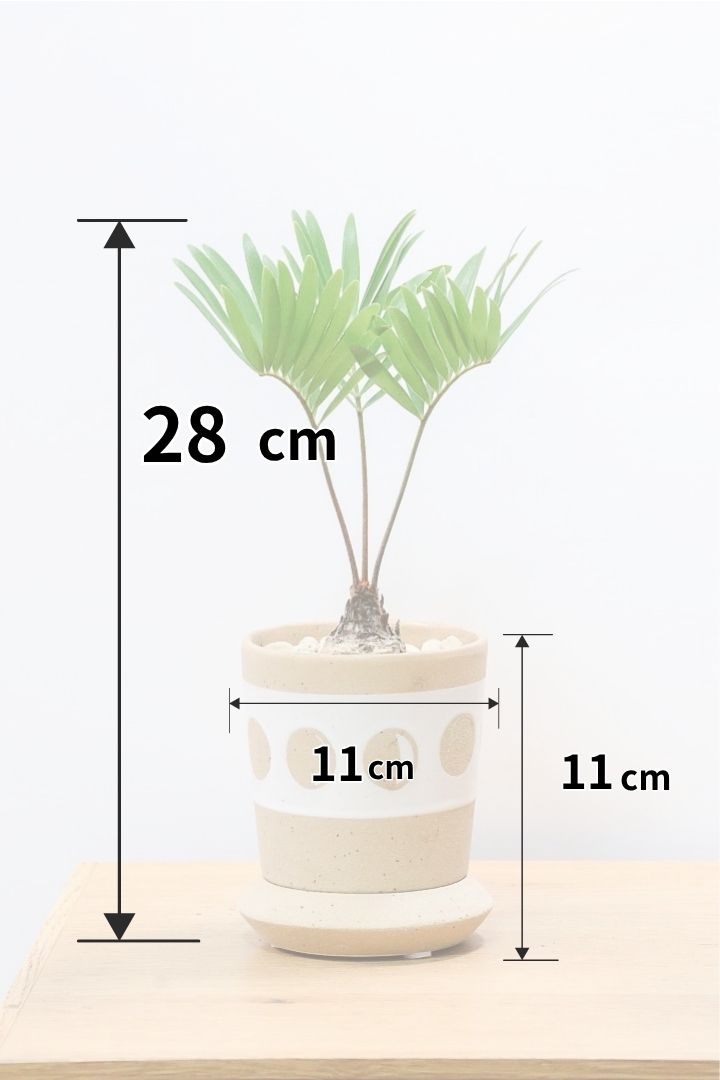 【ザミア フロリダーナ】高さ28センチのかわいいサイズ！温暖な沖縄で生産されました！新作のかわいいPOTです♪このサイズはあまり見かけないので、ぜひともご検討ください！