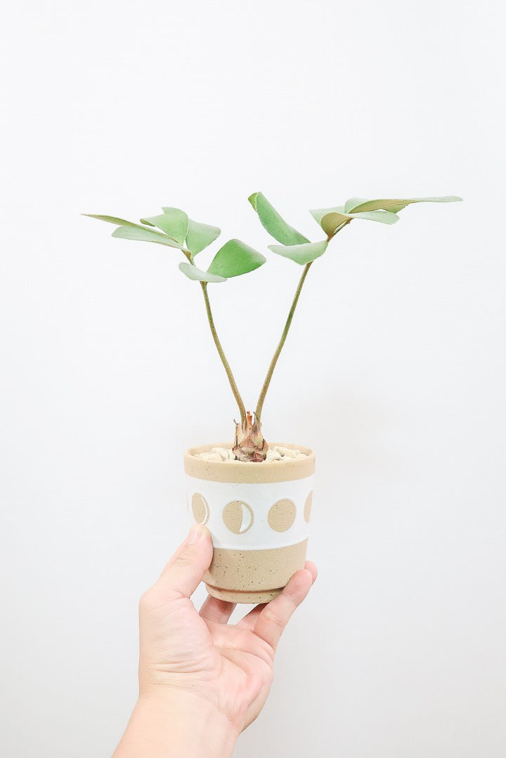【ザミア フルフラケア】高さ30cmのかわいいミニサイズ！ギュッとした個性的なフォルムが特徴の希少な観葉植物！
