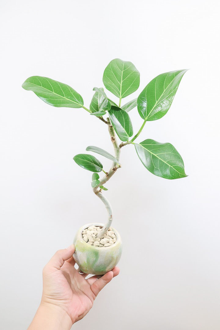 【ベンガレンシス】高さ42cm！今回も幹を太く仕立てられました！このサイズでこの幹の太さはかなりレアですよ！
