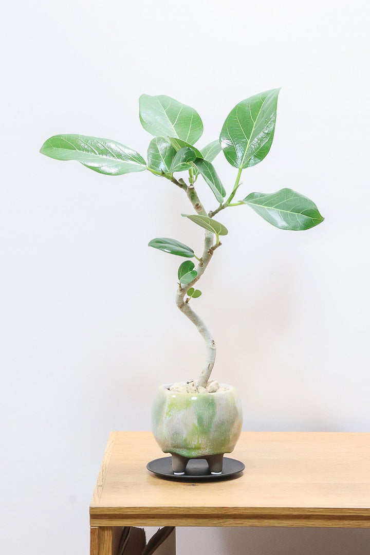【ベンガレンシス】高さ42cm！今回も幹を太く仕立てられました！このサイズでこの幹の太さはかなりレアですよ！