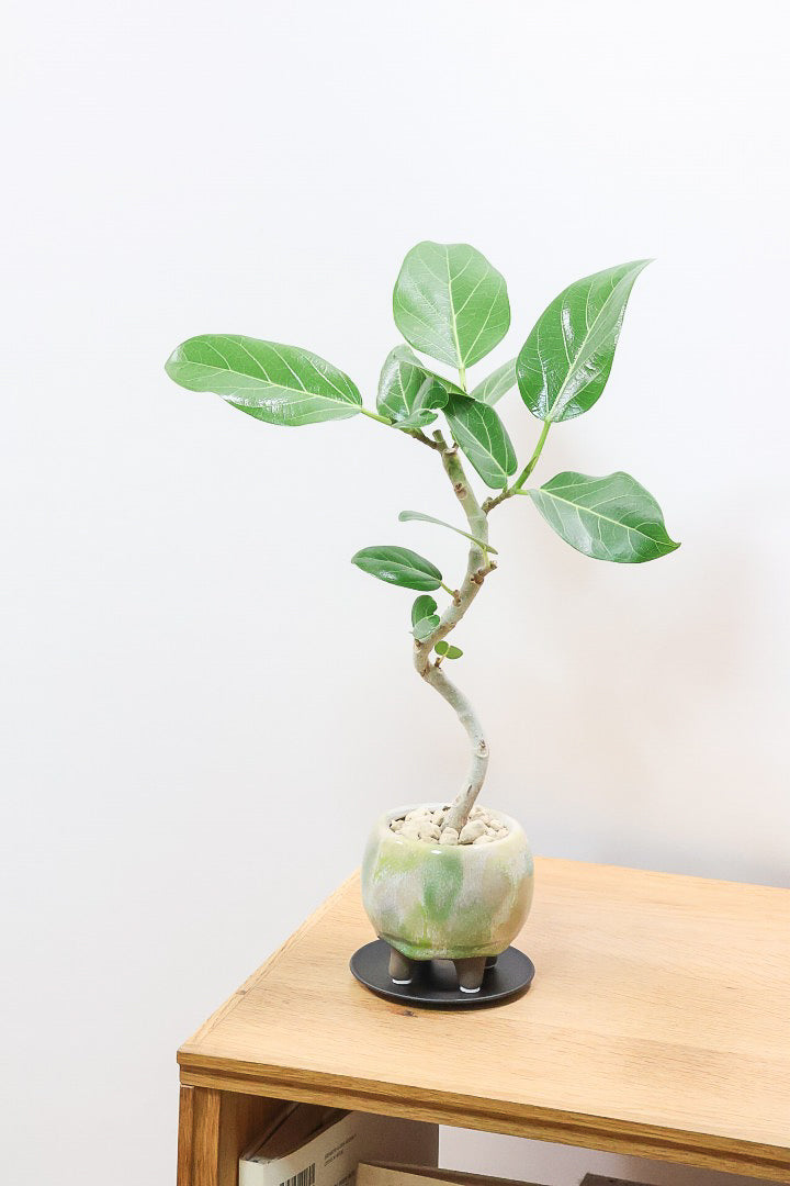 【ベンガレンシス】高さ42cm！今回も幹を太く仕立てられました！このサイズでこの幹の太さはかなりレアですよ！