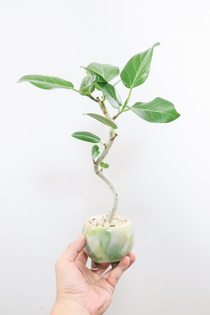 【ベンガレンシス】高さ42cm！今回も幹を太く仕立てられました！このサイズでこの幹の太さはかなりレアですよ！