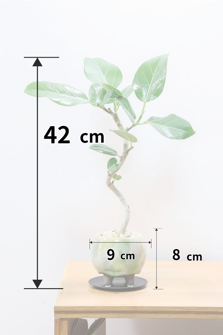 【ベンガレンシス】高さ42cm！今回も幹を太く仕立てられました！このサイズでこの幹の太さはかなりレアですよ！
