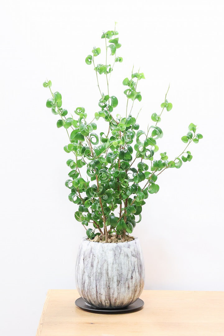 【ベンジャミン バロック】高さ58cm！新作の透明感のあるPOT。ボリュームがありますので見た目の存在感は抜群ですよ！