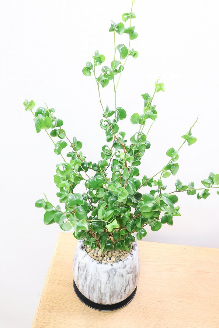 【ベンジャミン バロック】高さ58cm！新作の透明感のあるPOT。ボリュームがありますので見た目の存在感は抜群ですよ！