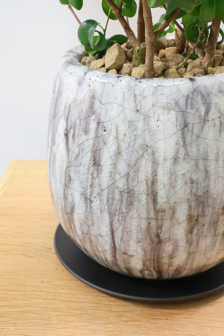 【ベンジャミン バロック】高さ58cm！新作の透明感のあるPOT。ボリュームがありますので見た目の存在感は抜群ですよ！