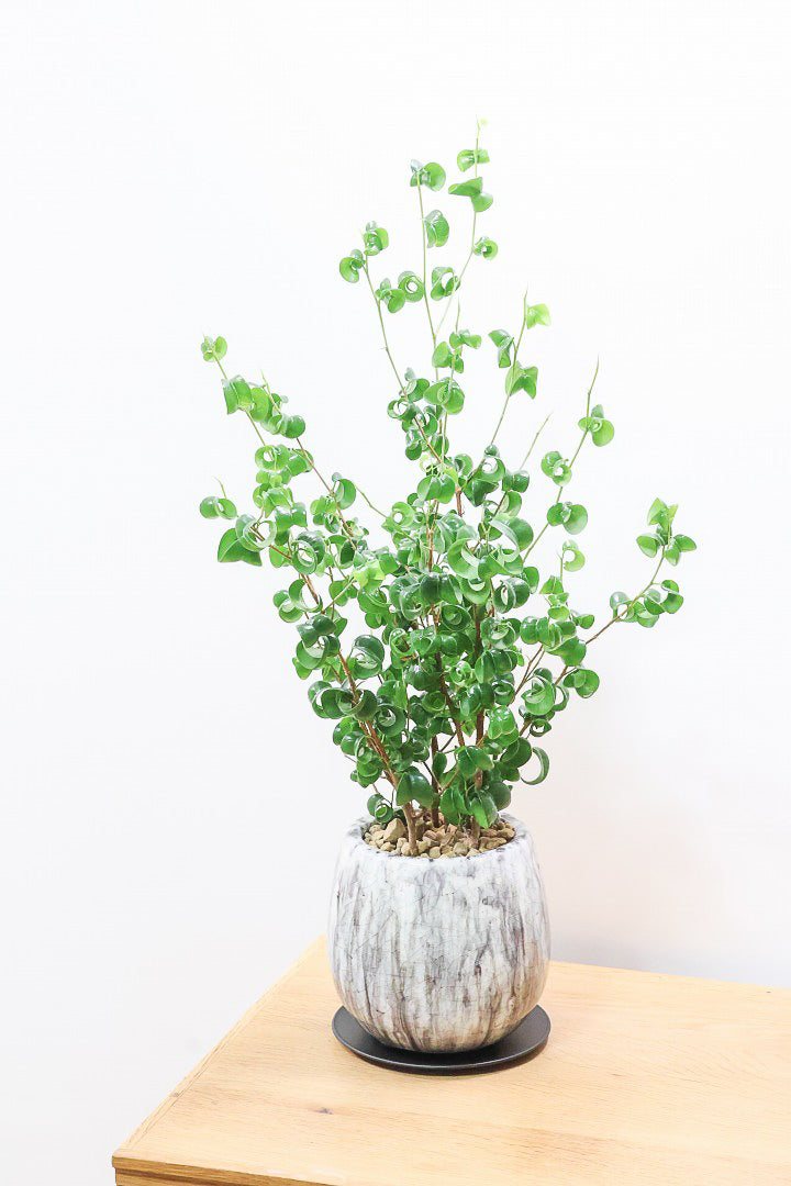 【ベンジャミン バロック】高さ58cm！新作の透明感のあるPOT。ボリュームがありますので見た目の存在感は抜群ですよ！