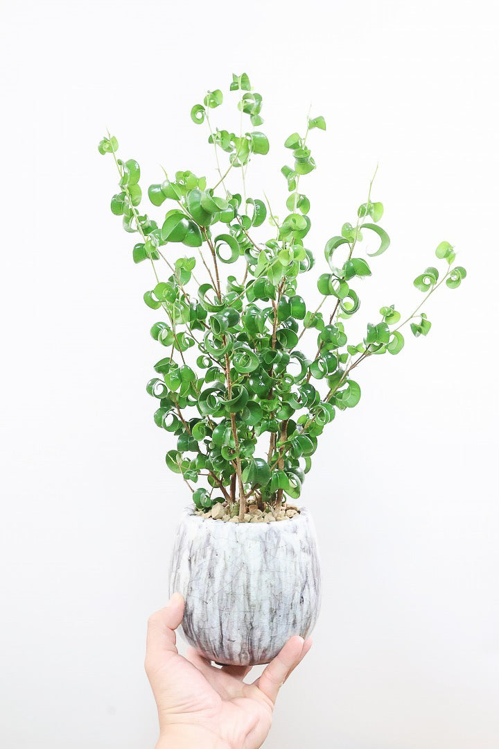 【ベンジャミン バロック】高さ58cm！新作の透明感のあるPOT。ボリュームがありますので見た目の存在感は抜群ですよ！