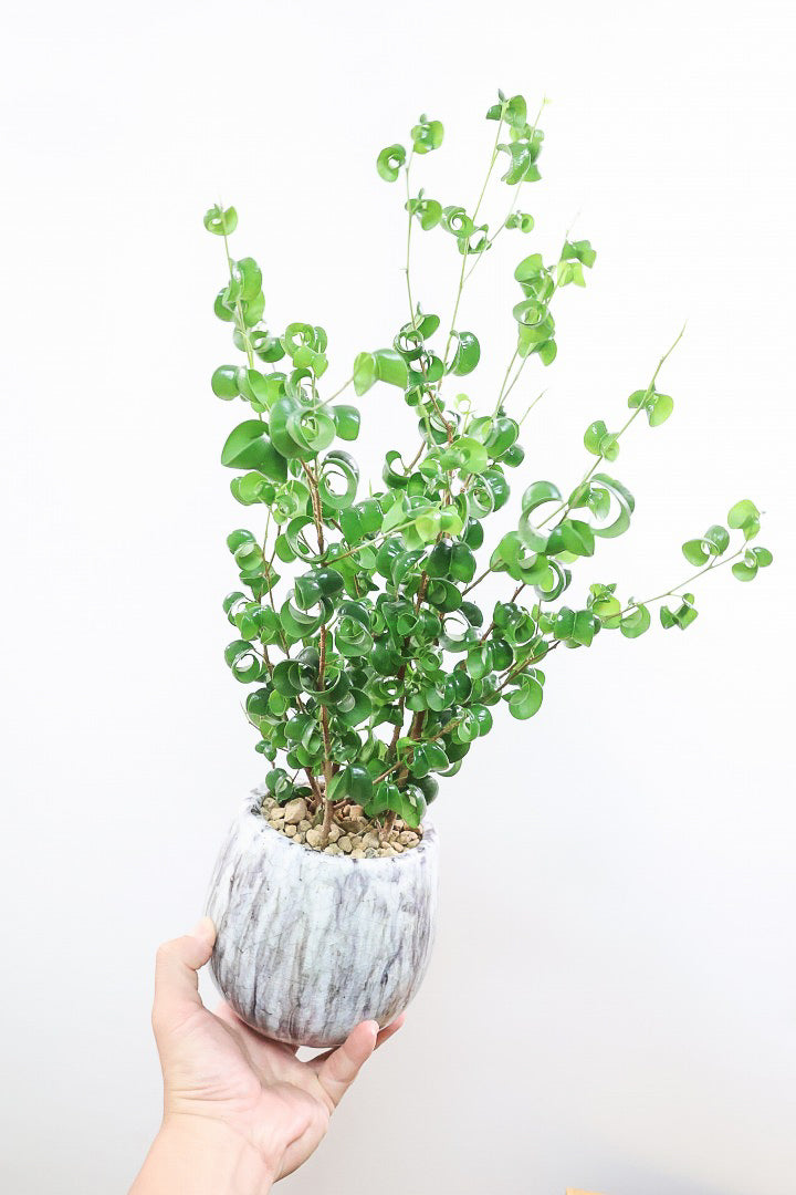 【ベンジャミン バロック】高さ58cm！新作の透明感のあるPOT。ボリュームがありますので見た目の存在感は抜群ですよ！