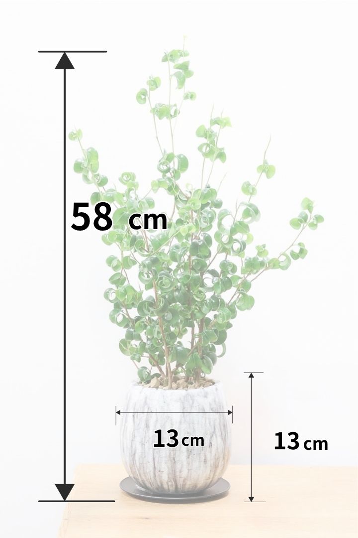4つのポイントでみるベンジャミンバロックの育て方| 観葉植物の基礎