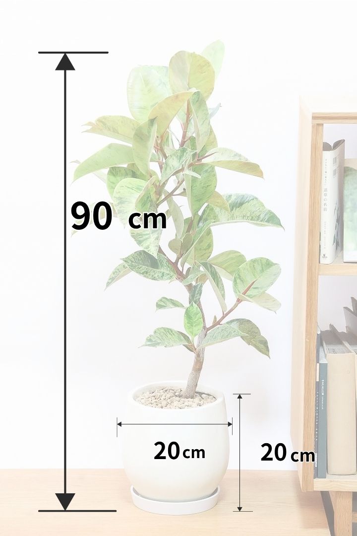 【フィカス ジン】高さ90cmの幹が太い樹形！葉付きもとても良いのでおススメです！葉色も最高に美しいですよ！