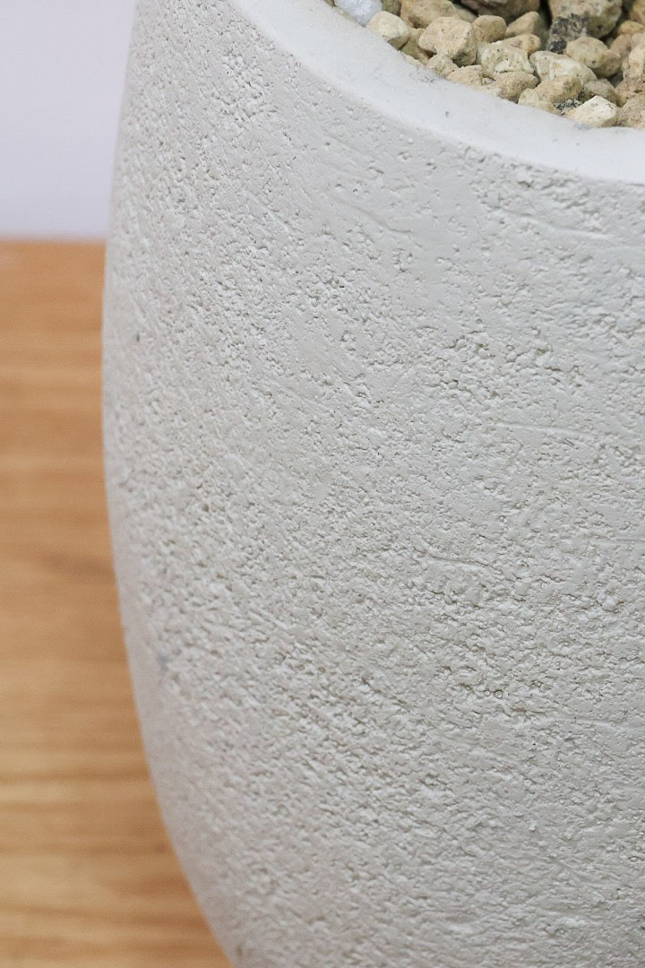 【アルテシマ】高さ150cmの圧巻の美しい樹形！この樹形タイプは今回がラストでしばらく入荷がないのでこの機会にぜひ！