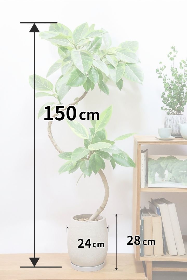 【アルテシマ】高さ150cmの圧巻の美しい樹形！この樹形タイプは今回がラストでしばらく入荷がないのでこの機会にぜひ！