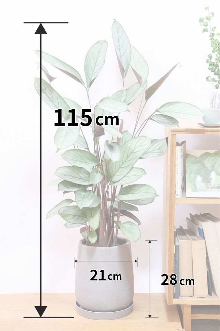 【クテナンテ グレースター】高さ115cmの存在感のあるサイズ！落ち着いたグレーがとてもスタイリッシュな人気の観葉植物なんですよ！