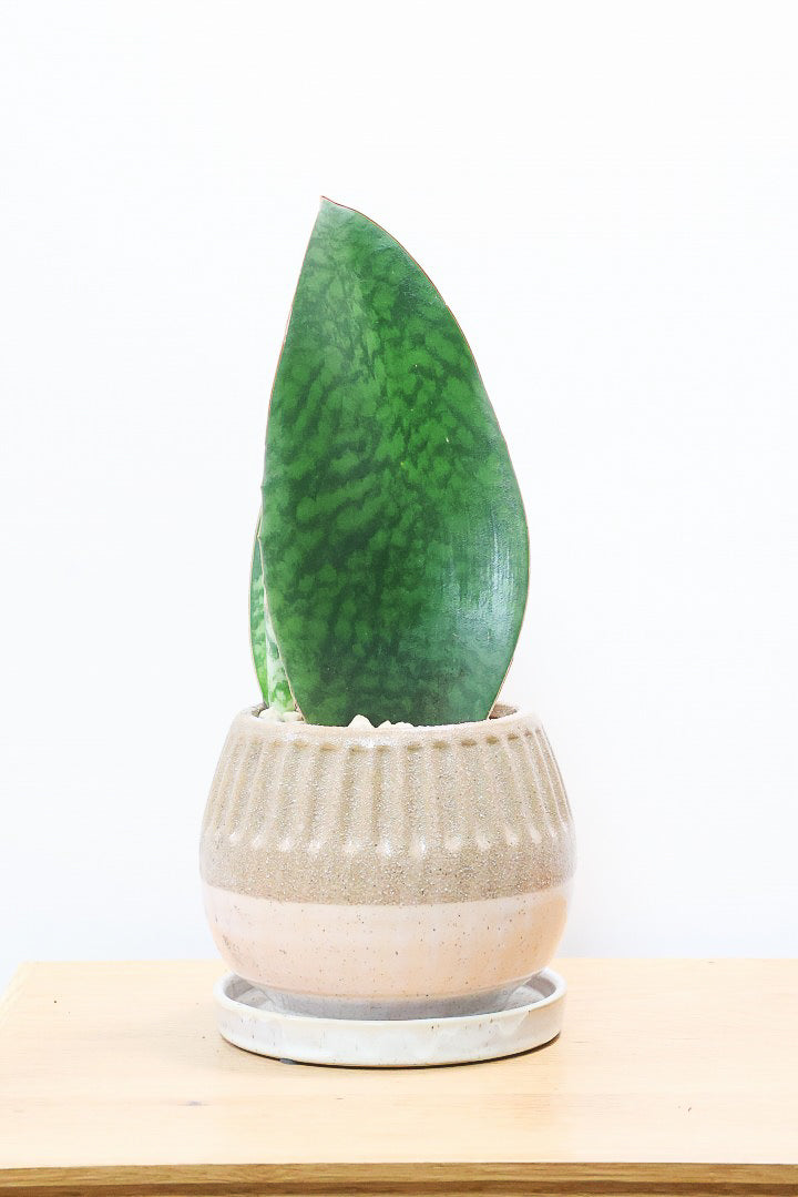 送料無料】お手頃な中鉢| 観葉植物の通信販売 | APEGO(アペーゴ