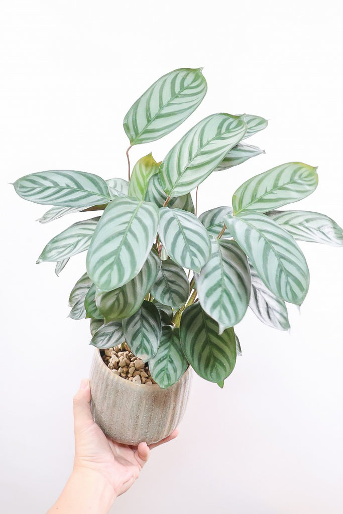 クテナンテ セトサ コンパクタGR62698| 観葉植物の通信販売 | APEGO