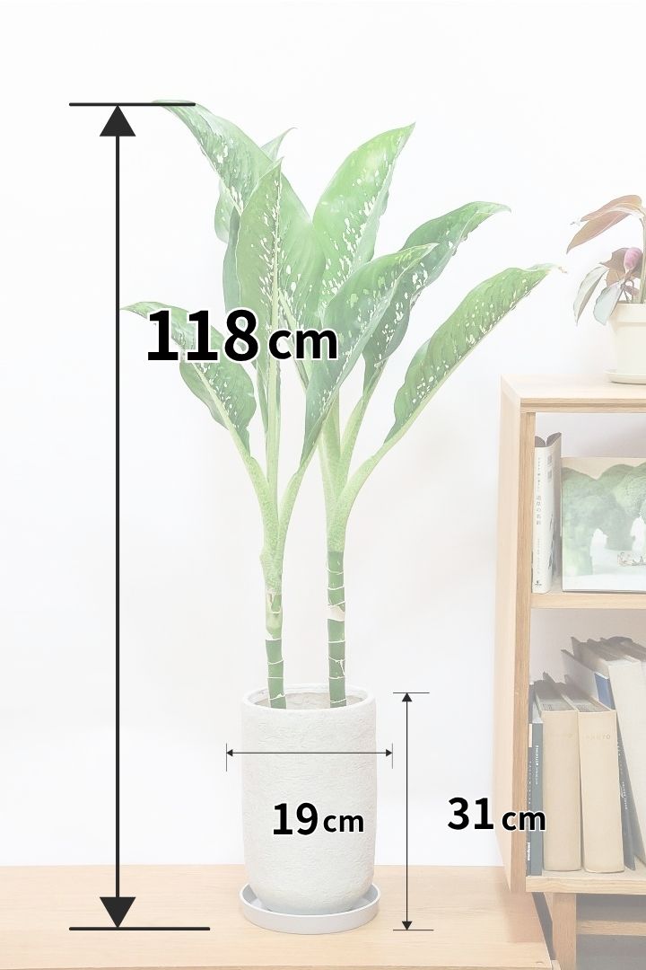 【デヘンバキア ドラゴンスケール】高さ118cmの大型サイズ！葉裏に凹凸があるのが特徴なんです！他にはない個性が光ります！