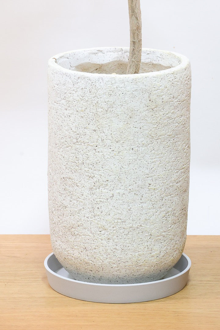 【ジャマイカ】高さ120cmの個性的な樹形！このサイズはかなり久々の入荷となりました！葉の色艶が抜群に良くてボリュームがありますのでおススメです！