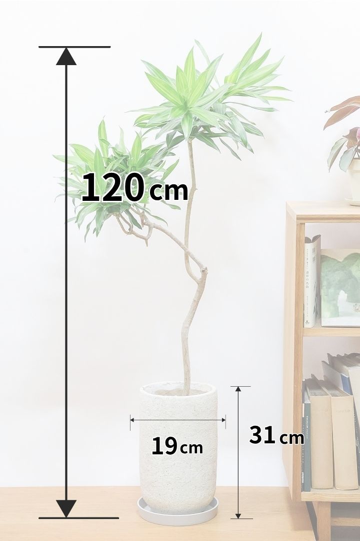 【ジャマイカ】高さ120cmの個性的な樹形！このサイズはかなり久々の入荷となりました！葉の色艶が抜群に良くてボリュームがありますのでおススメです！