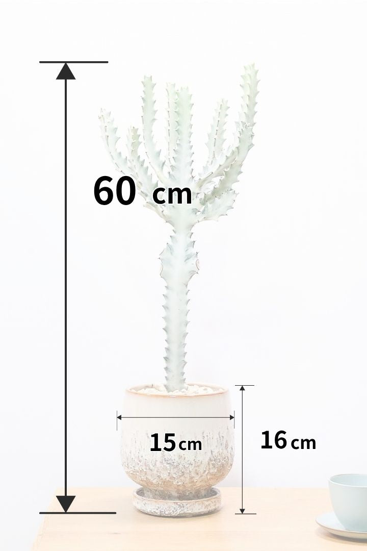 【ユーフォルビア ラクティア ホワイトゴースト】高さ60cmのシンプルな樹形！名前の通りホワイトの幹肌がとても美しい！意外と育てやすい！シンプルでとてもいい樹形だと思います！