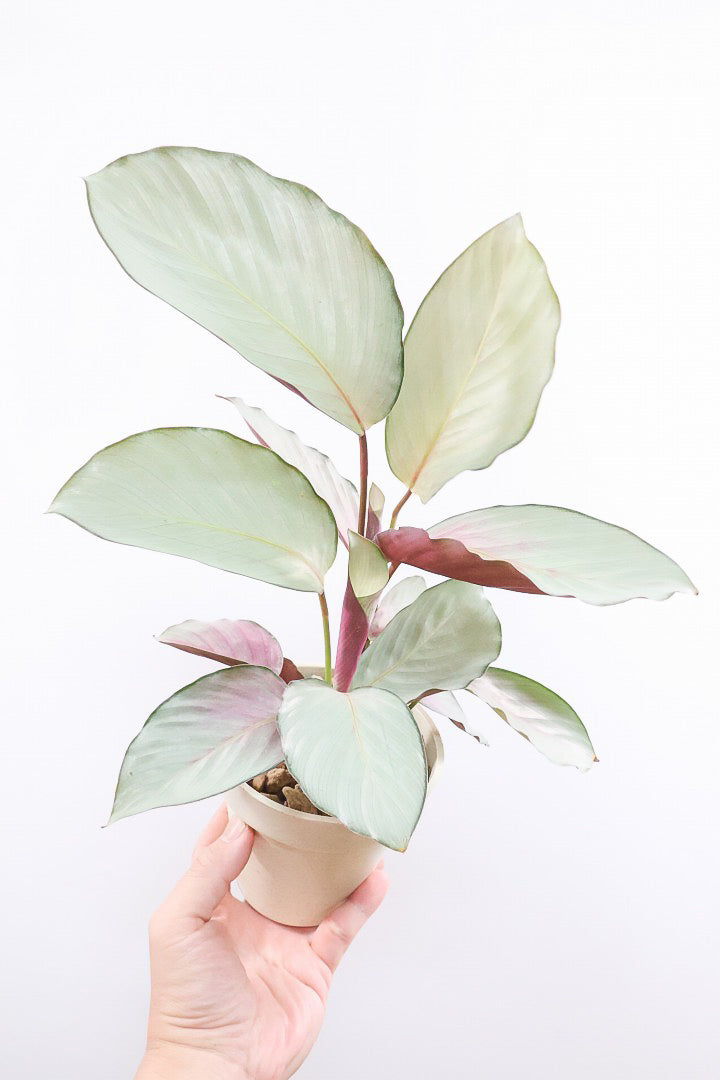 【カラテア シルバープレート】高さ34cmの軽量なプラスチックPOT！名前の通り最高のシルバーの葉にに仕上がりました！甘い葉色がたまらんのです！