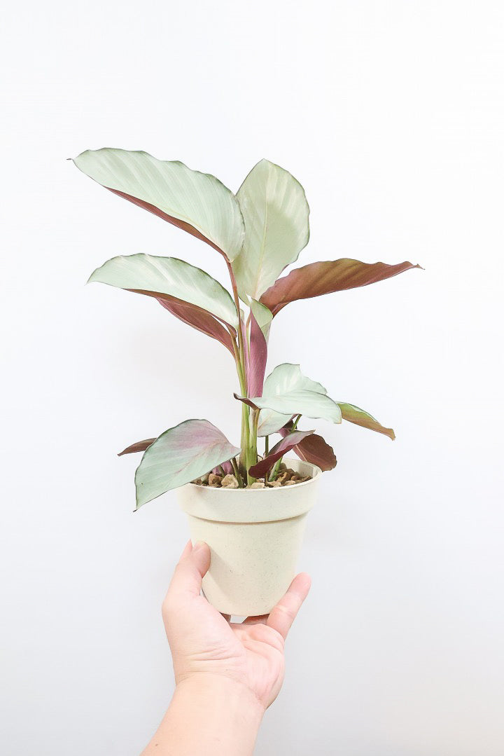 【カラテア シルバープレート】高さ34cmの軽量なプラスチックPOT！名前の通り最高のシルバーの葉にに仕上がりました！甘い葉色がたまらんのです！