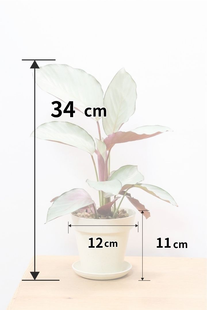【カラテア シルバープレート】高さ34cmの軽量なプラスチックPOT！名前の通り最高のシルバーの葉にに仕上がりました！甘い葉色がたまらんのです！