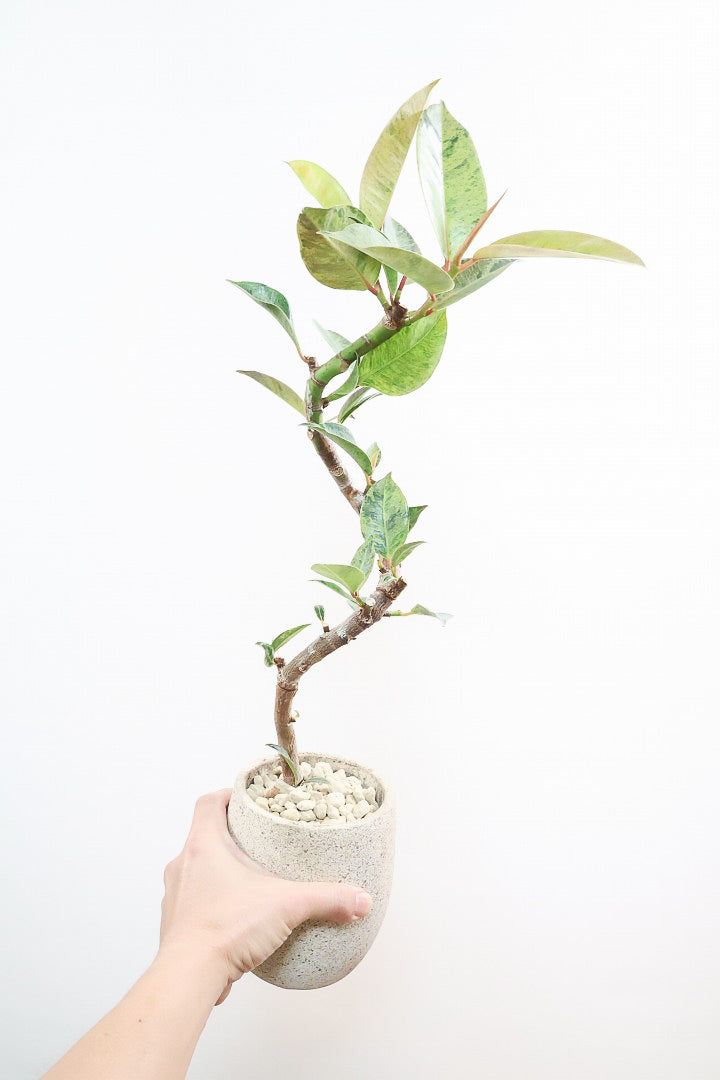 【フィカス ジン】全高60cmのAPEGOでは初めてのサイズ感です！大きからず小さからずのこのサイズが飾りやすいと思いますよ！