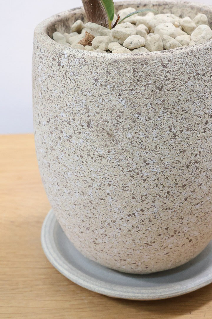 【フィカス ジン】全高60cmのAPEGOでは初めてのサイズ感です！大きからず小さからずのこのサイズが飾りやすいと思いますよ！