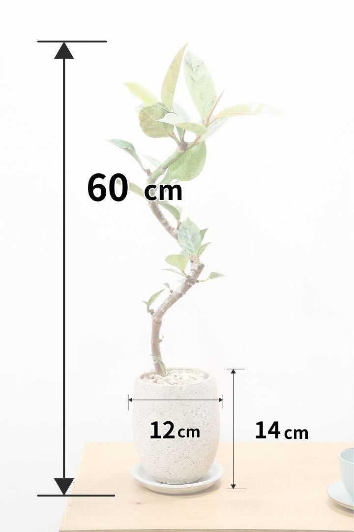 初めてでもできるゴムの木の取り木| 観葉植物の基礎知識|APEGO