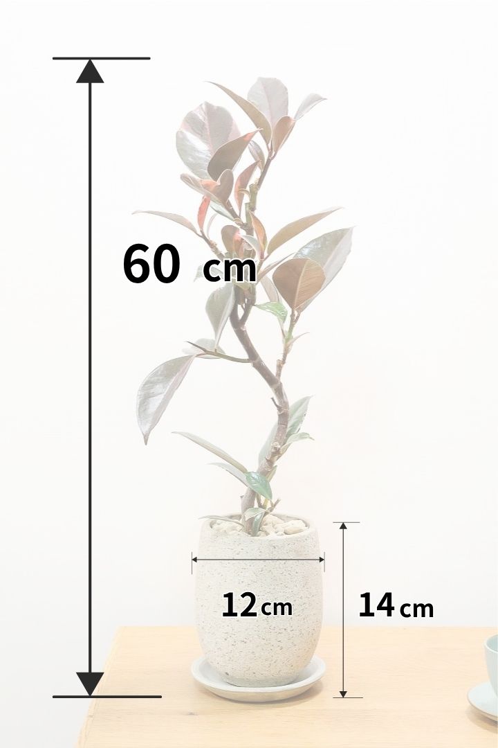 【フィカス ブルールビー】高さ60cmのちょうどいいサイズ！2026年ニューフェイスのフィカス！とても濃い葉色が美しい！今後どのように葉色が変化していくか楽しみです！
