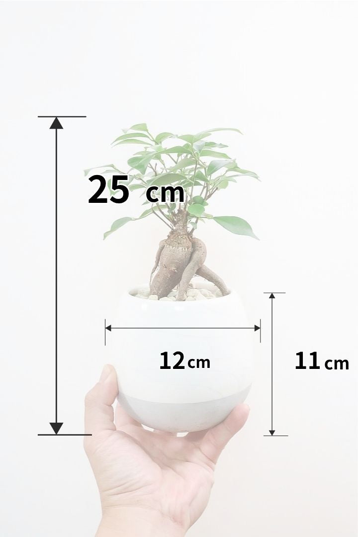 【ガジュマル】高さ25cmのかわいいサイズ！もじもじしたような幹がカワイイ♪見ていて飽きることがないかわいい樹形です！